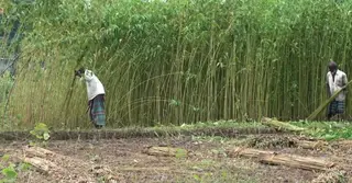 শেরপুরে পাট চাষে বাম্পার ফলন, কৃষকের মুখে হাসি